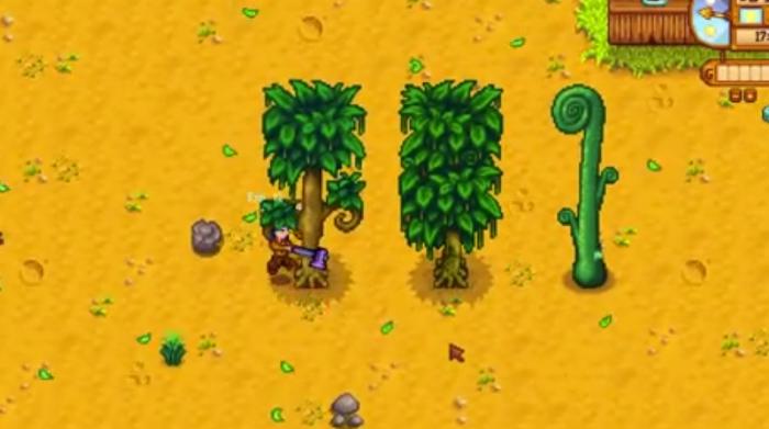 星露谷物语苔雨树有什么作用1