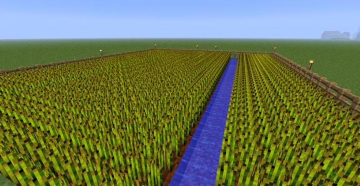 我的世界有哪些农作物1