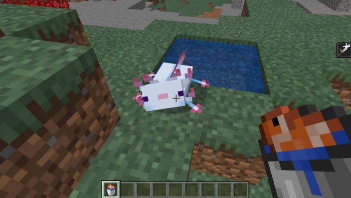 我的世界美西螈有什么用1