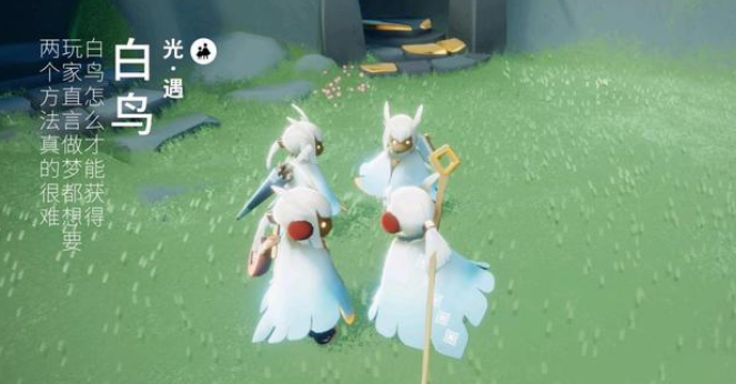 光遇白鸟是怎么获得的3