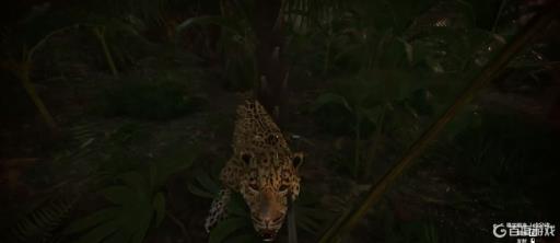 丛林地狱如何驯服美洲豹?1