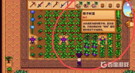 星露谷物语温室为啥种不了东西?4