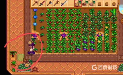 星露谷物语温室为啥种不了东西?5