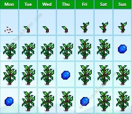 星露谷物语1.6烘干流攻略5